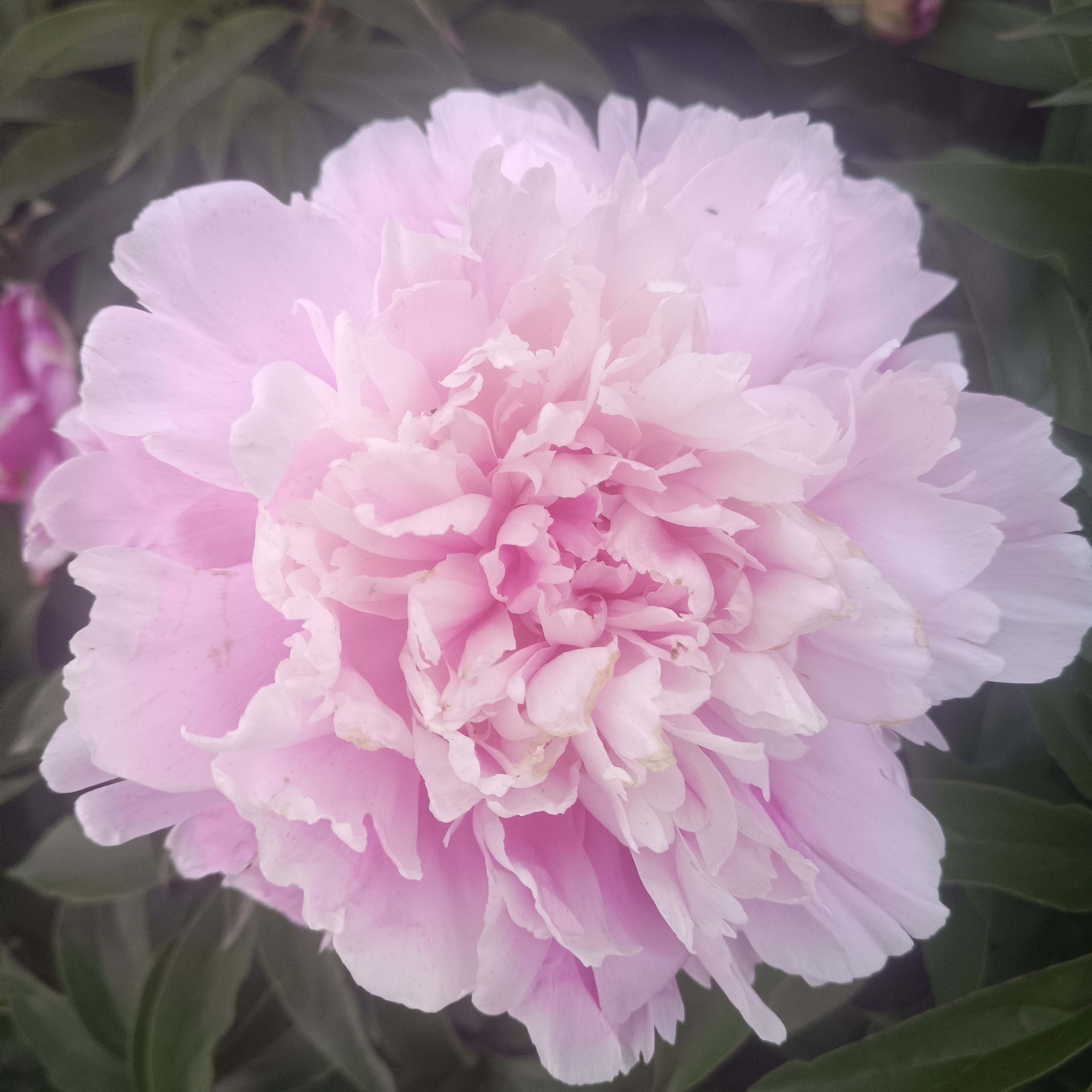 重瓣观赏芍药花苗带芽发货可阳台庭院种植耐寒耐热多年生