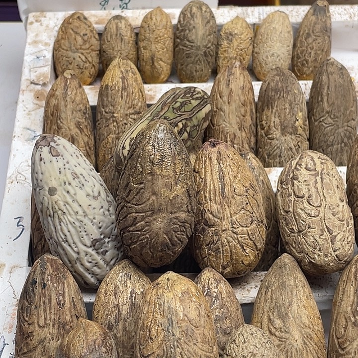 笨***6菩提1111111111111111111