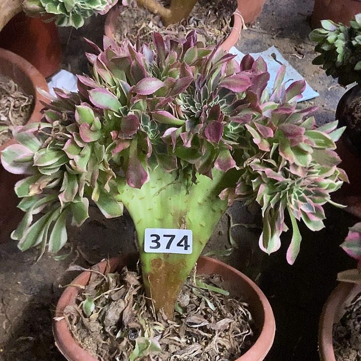 374女神缀化老板子