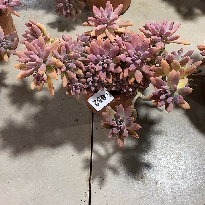 慕***夏052秋丽多肉植物多肉