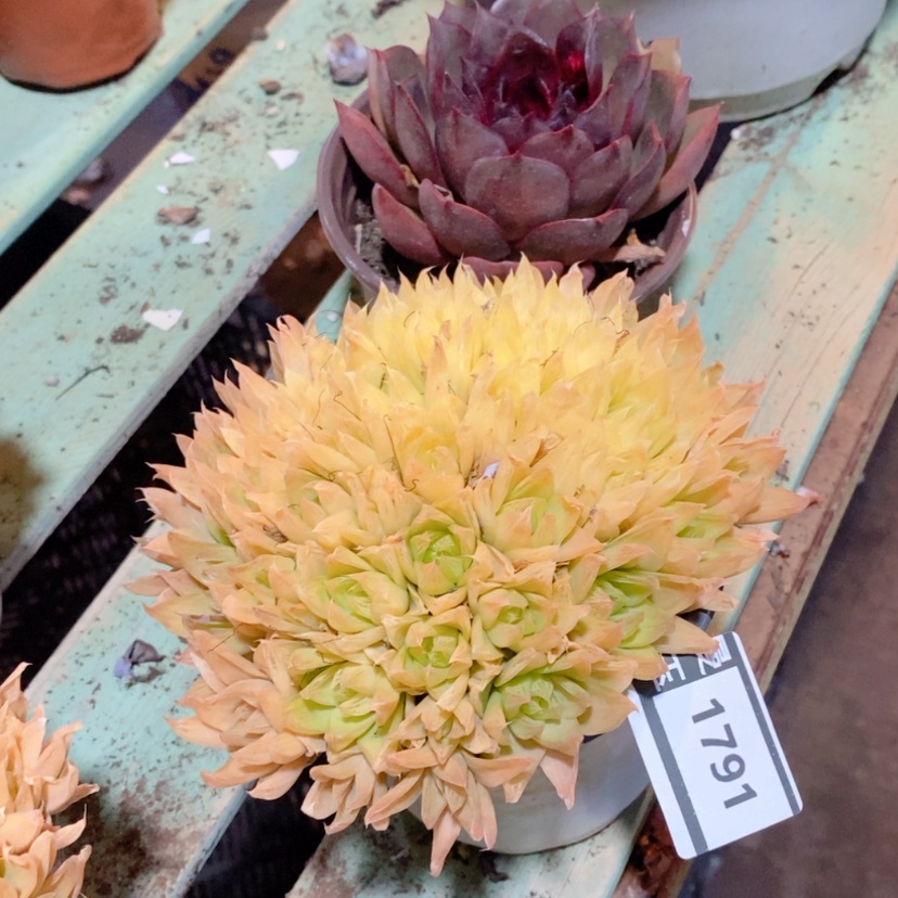 【闪购商品】黄金玉露1791