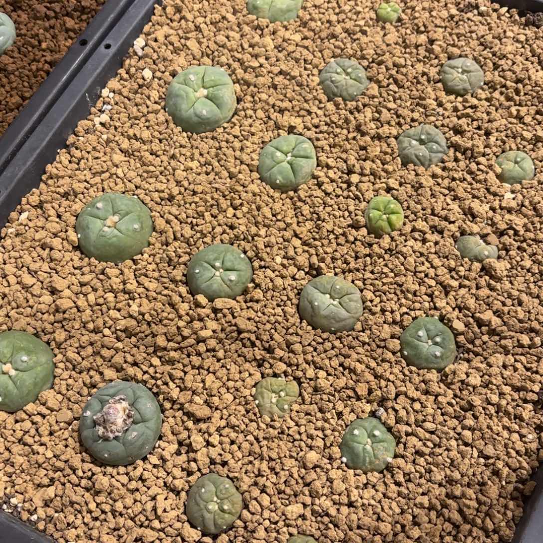 突尤翠仙人球带盆