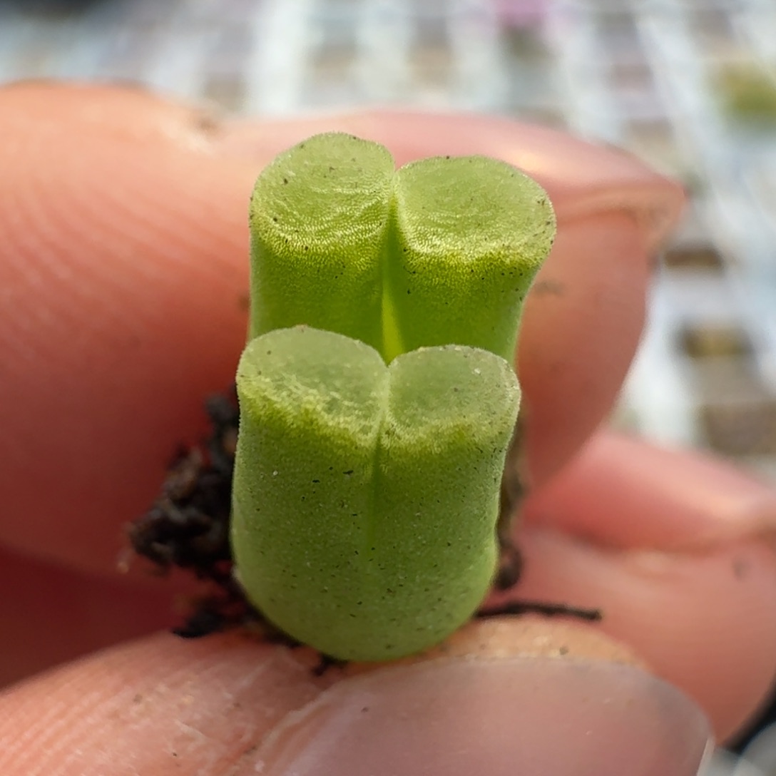 126一颗双头8858896