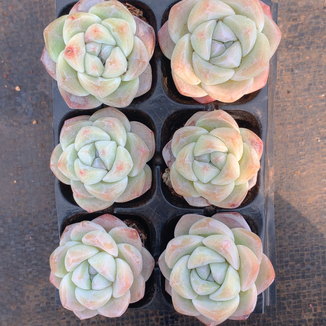 精品冰玉单头组合一物一拍