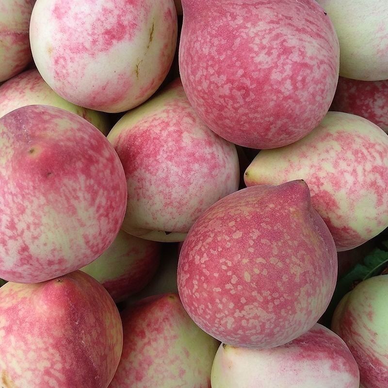 贵州高山白水桃-现摘现发