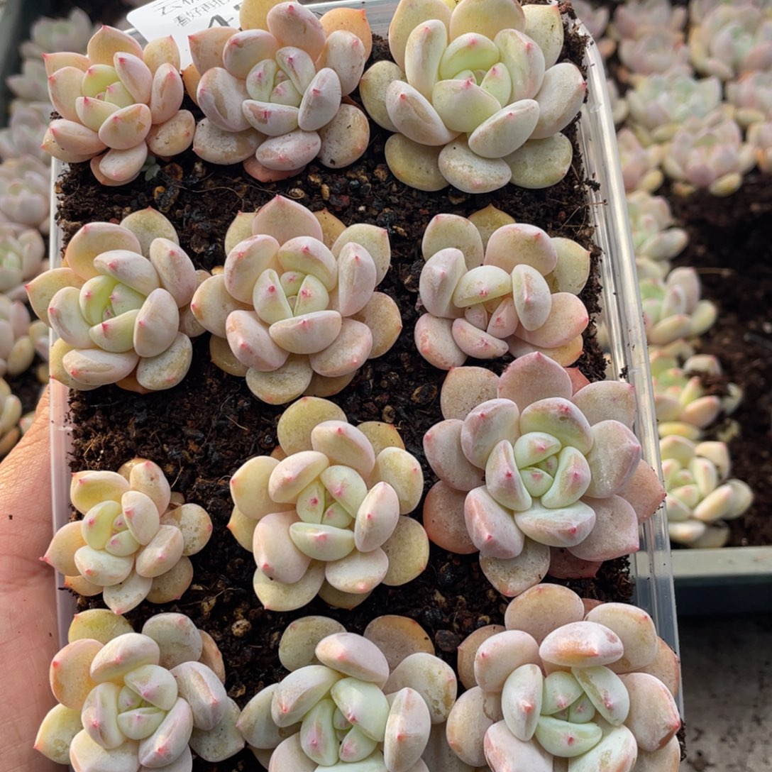 云糖心多肉植物452