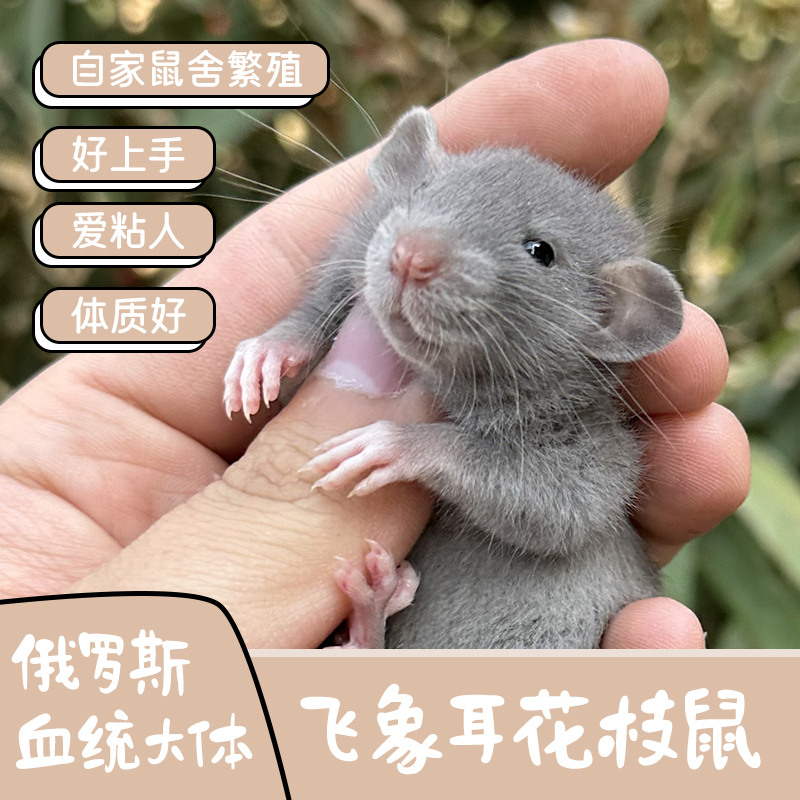温顺可上手宠物俄血大体卷毛花枝鼠直毛飞象耳活体可爱家养宠物