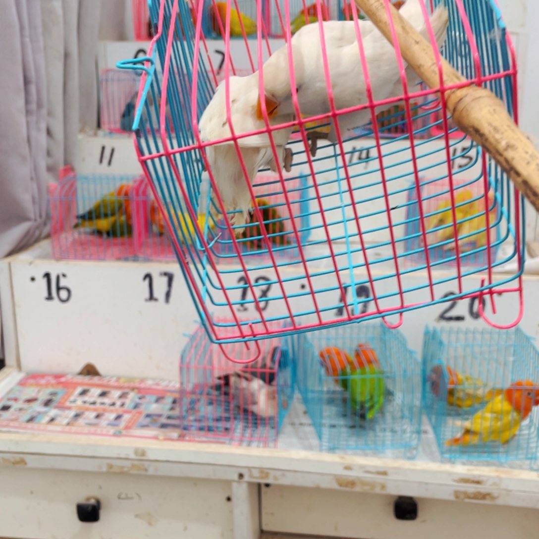 桃脸牡丹鹦鹉索**居