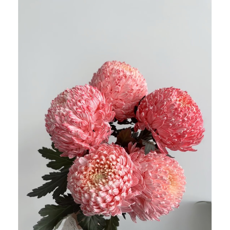 【胭脂红牡丹菊  5支 】任意2单升级顺丰冷链/德邦空运