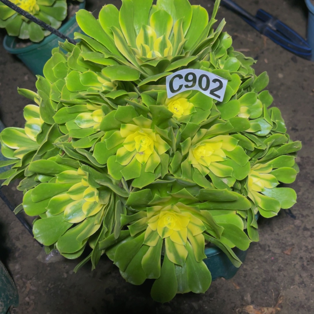 辛尼亚法师16///40包邮