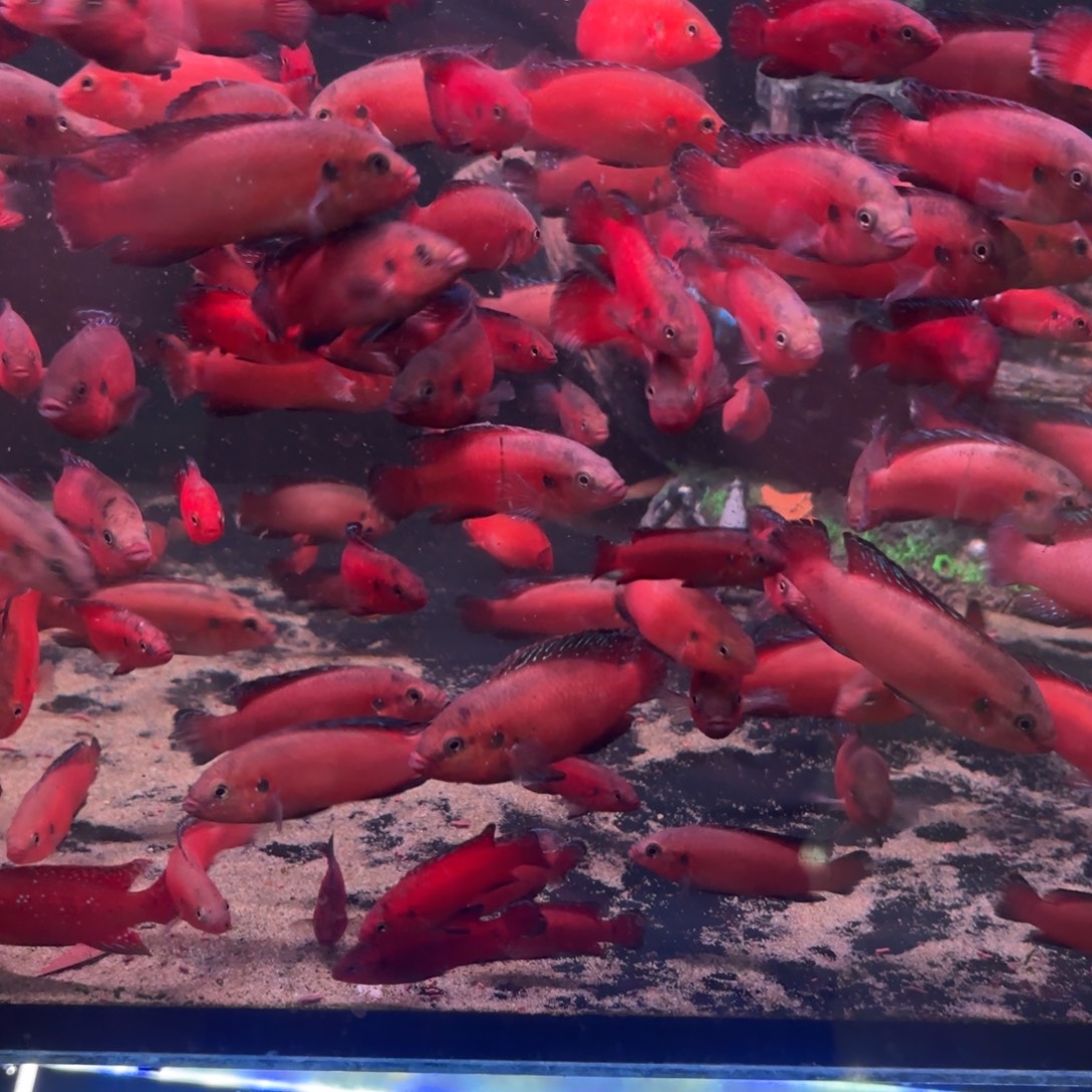 慈鲷鱼直播7-8厘米超大图尔卡纳红宝石4条