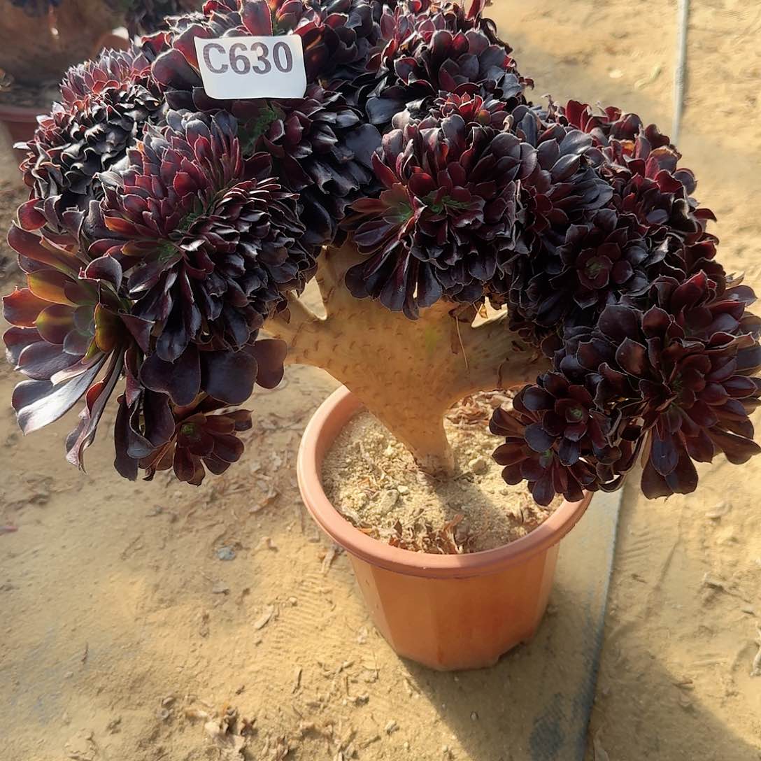 630欧紫一颗呀呀微瑕