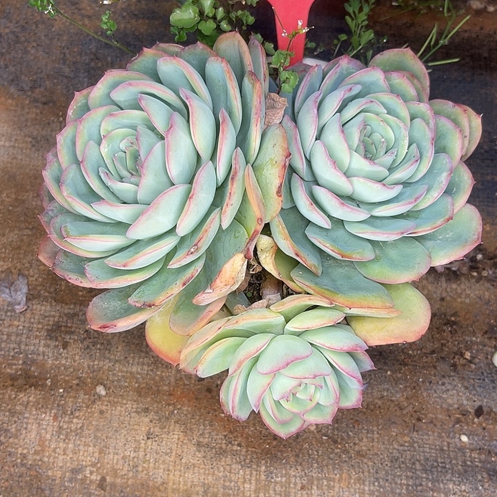 不售后，散，基地清货48晨露