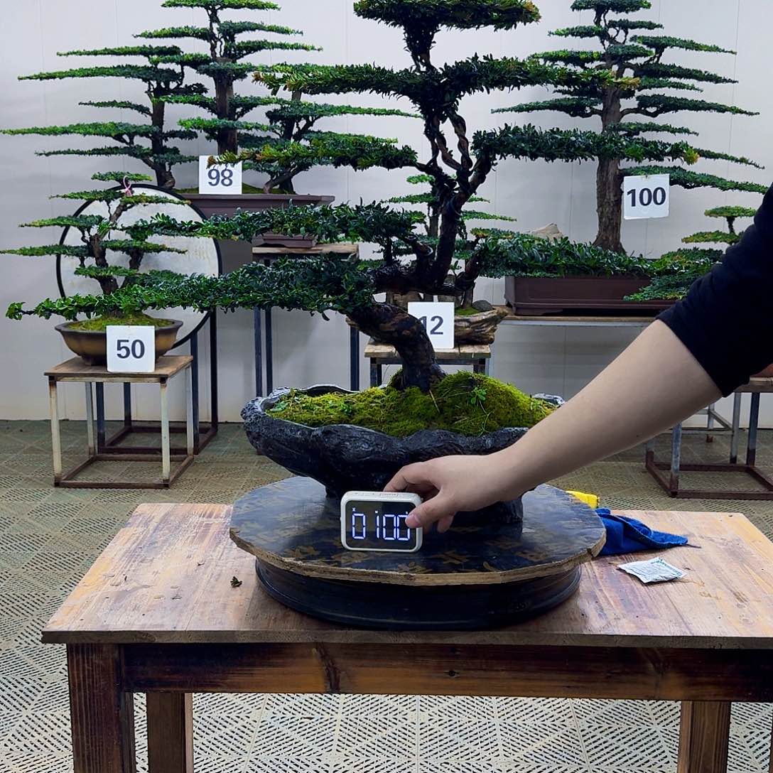 无花朵珍珠红芽罗汉松造型盆景