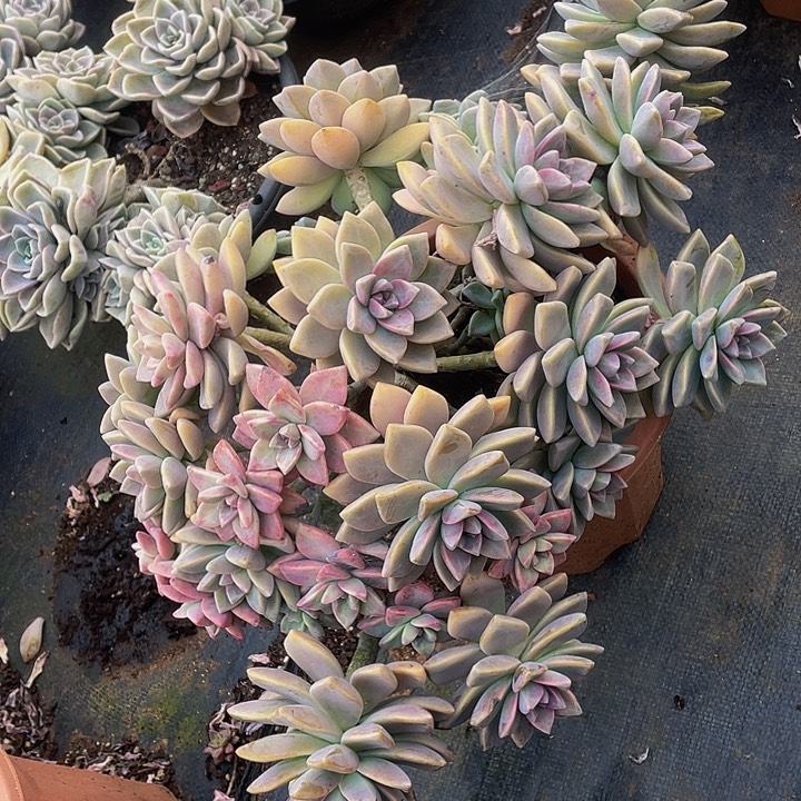 淡雪朵朵缀26.8，掉头不售后