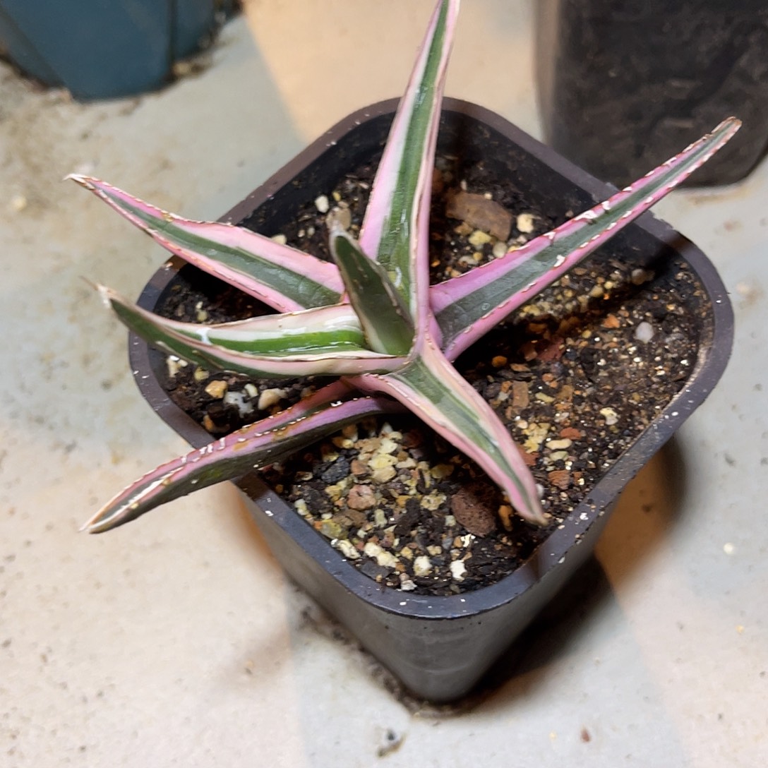 丸叶紫皮冰山龙舌兰