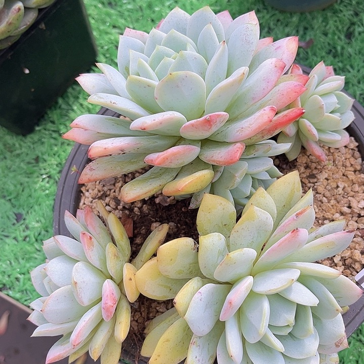 静雪19247多肉植物