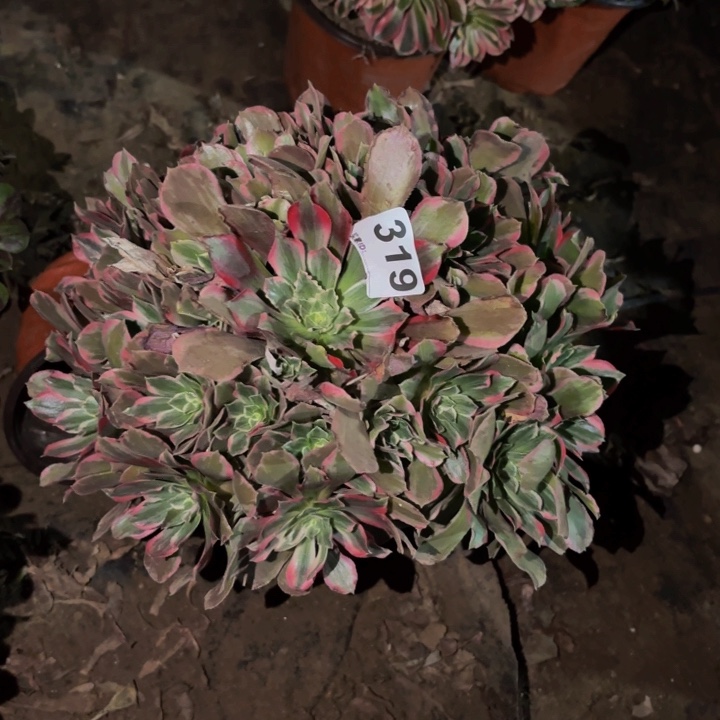 319多肉植物不售后中