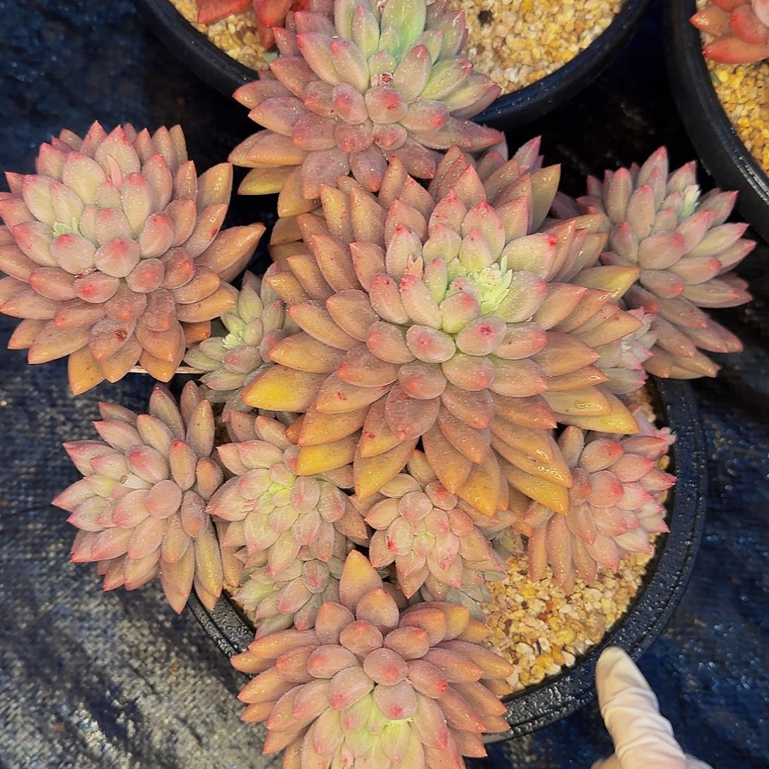 虪***ㄣ啦啦啦咯哦哦哦哦哦哦哦哦