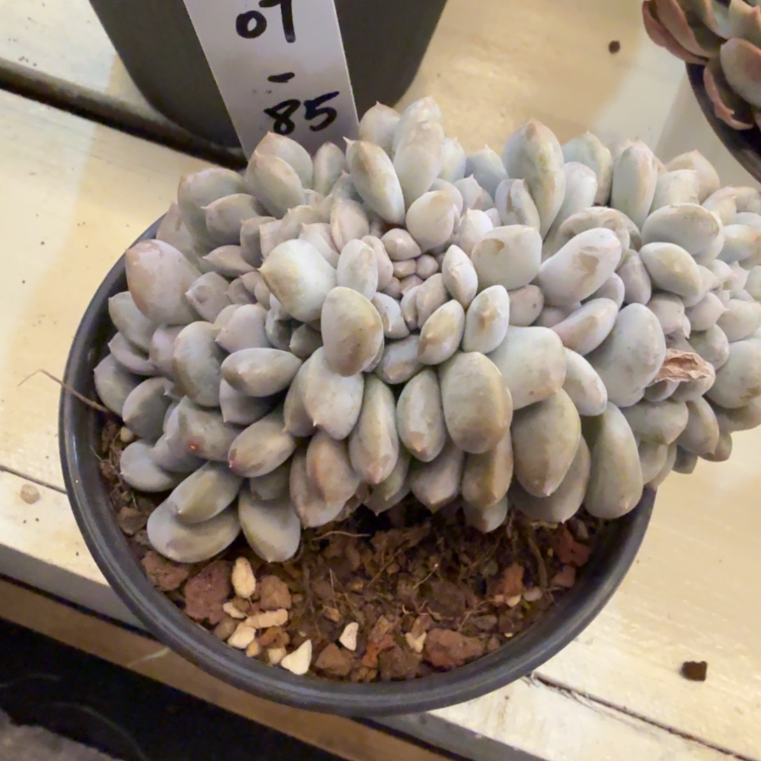 1207-85菩提子缀化脱土发货