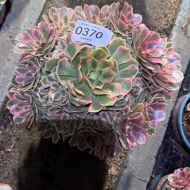 0370女妖多肉植物