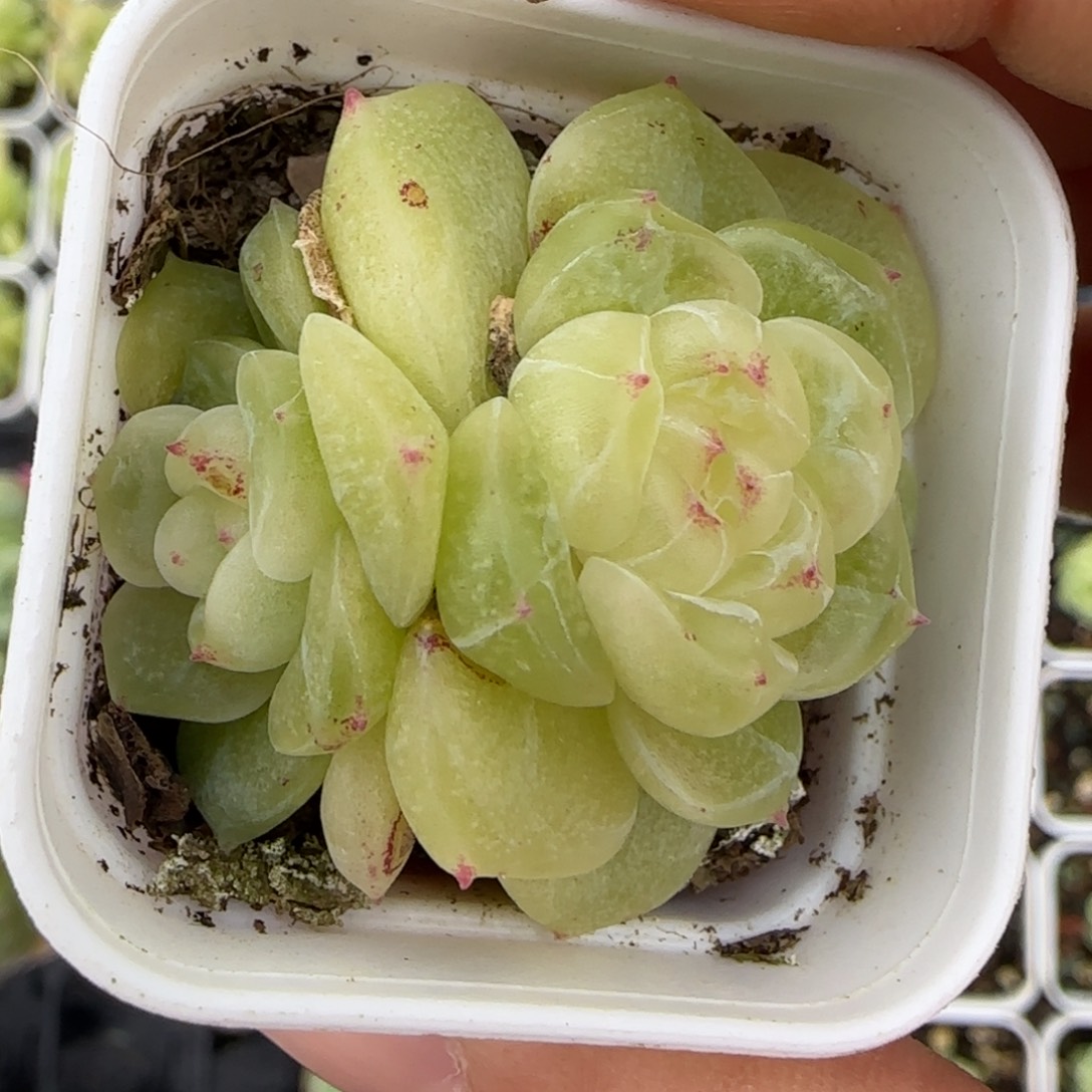 财富5 号盆7床一个满25包邮