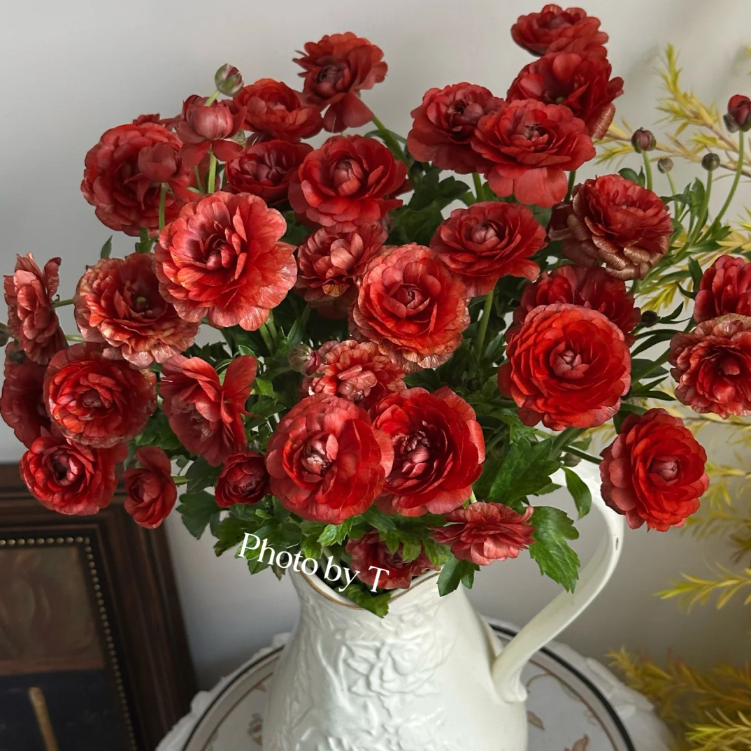 【蝴蝶洋牡丹】复古红茶 拍满三单顺丰空运包邮鲜切花家居花店插花