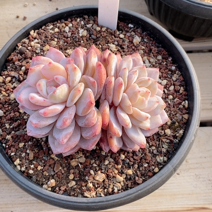 小**.7931梦露 韩货精品1122