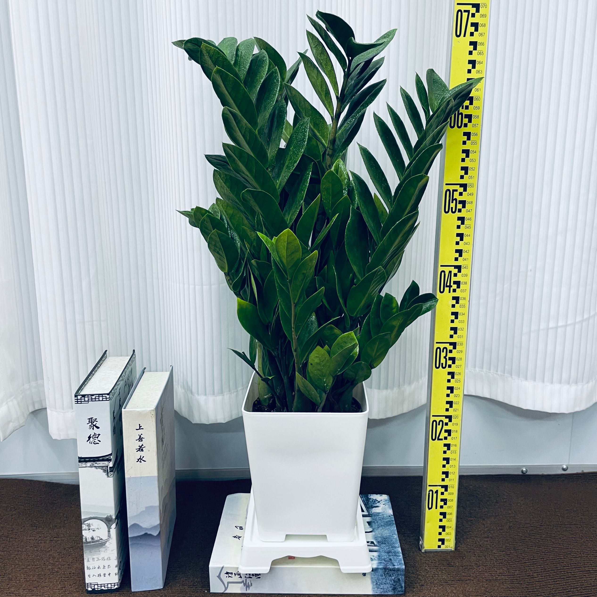 金钱树盆栽观叶四季植物造景室内精选绿植花卉客厅绿植大盆栽
