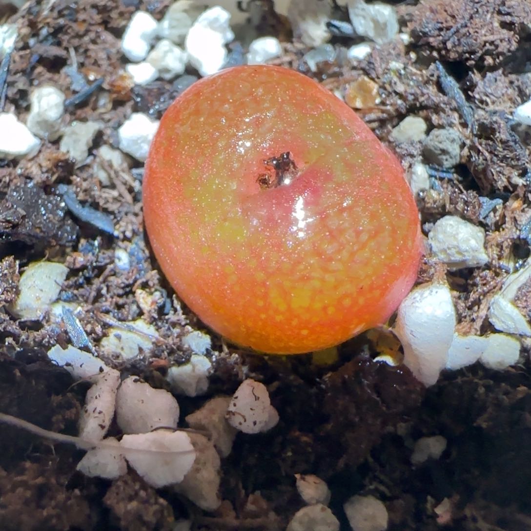 肉锥多肉植物百科-水蜜桃1274