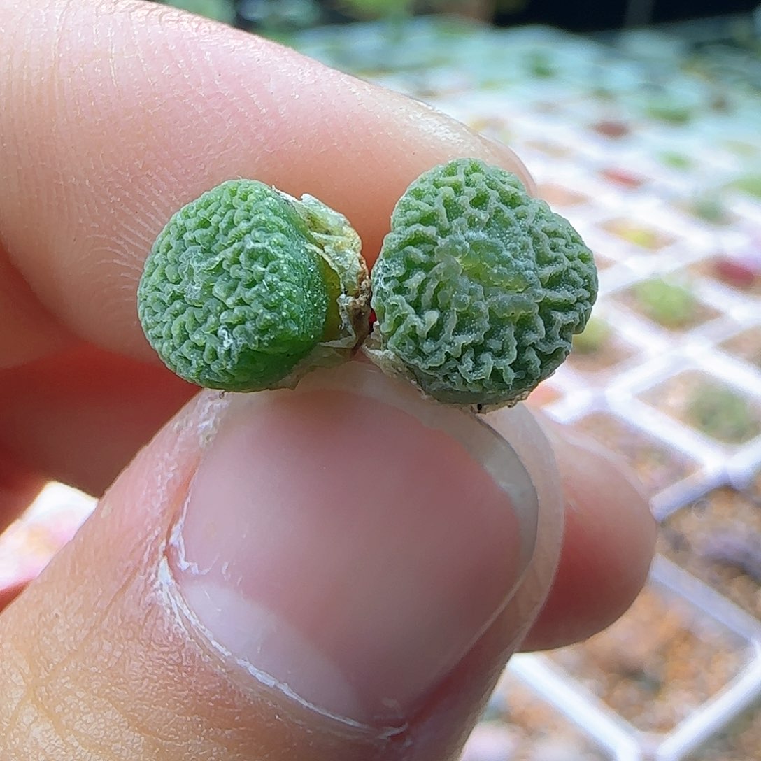 dt7778超烧卖多肉植物