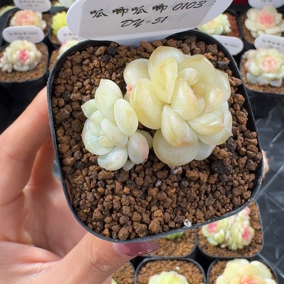 0103-51-流朱双头一颗多肉