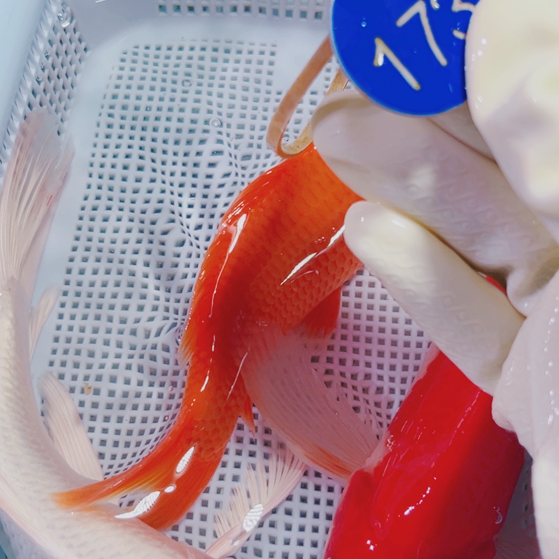 锦鲤173 锦鲤冷水观赏鱼