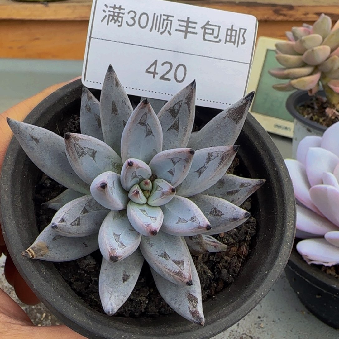 420魔爪多肉单头6cm