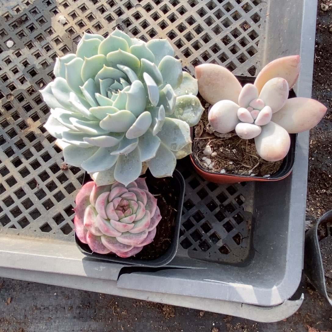 *****满十元包邮非偏远精品多肉