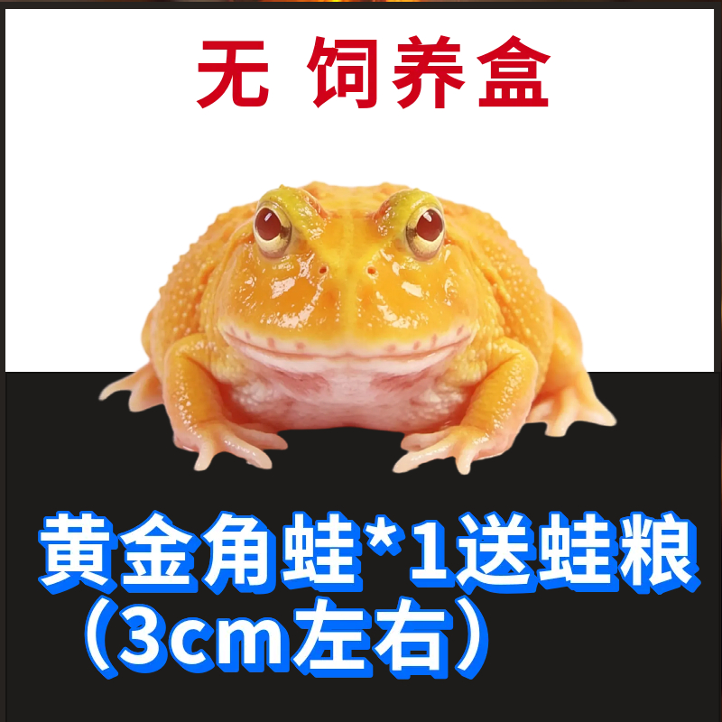 角蛙活体宠物黄金角蛙绿蛙角蛙泥角蛙粮饲养盒蛙饲料宠物青蛙活物