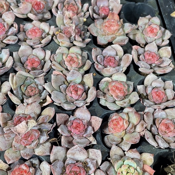 小红琥珀1元带土发货