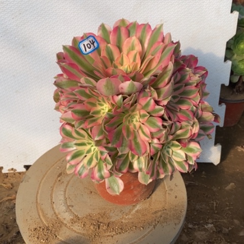 粉女巫捧花一物一拍