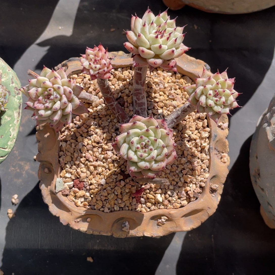 老桩小叶绿爪群生