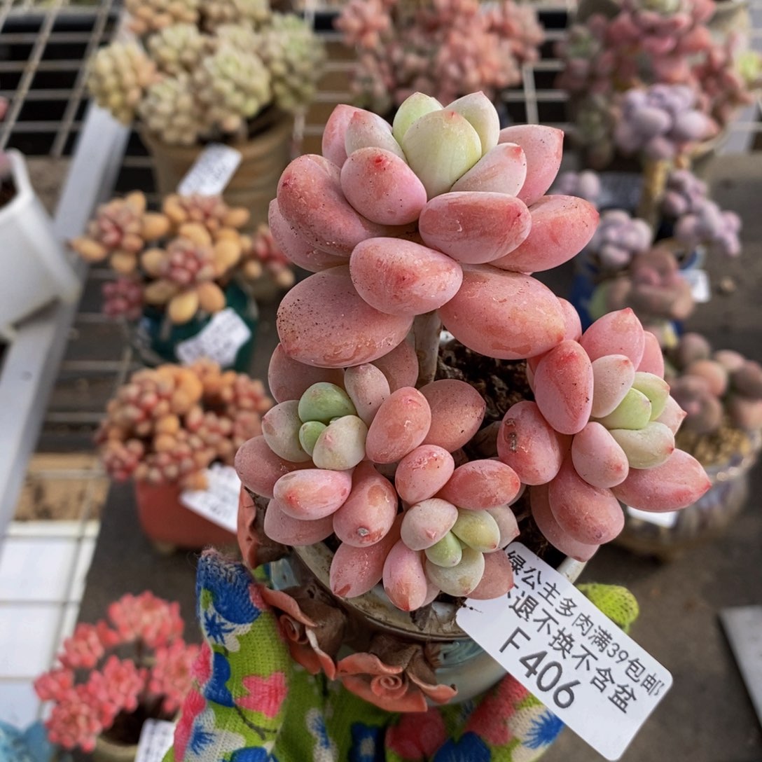 樱花洛神406/7c m