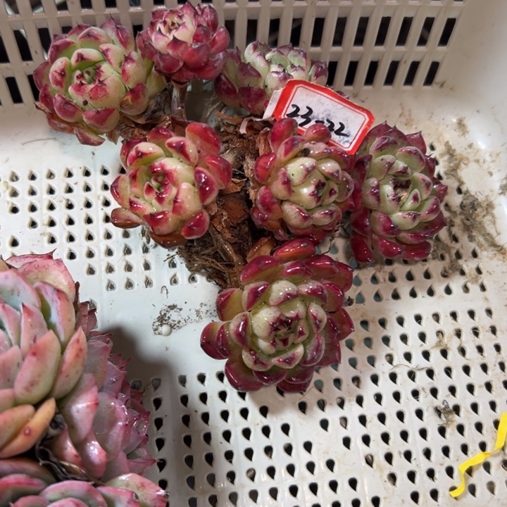 子***鱼精品多肉植物老桩