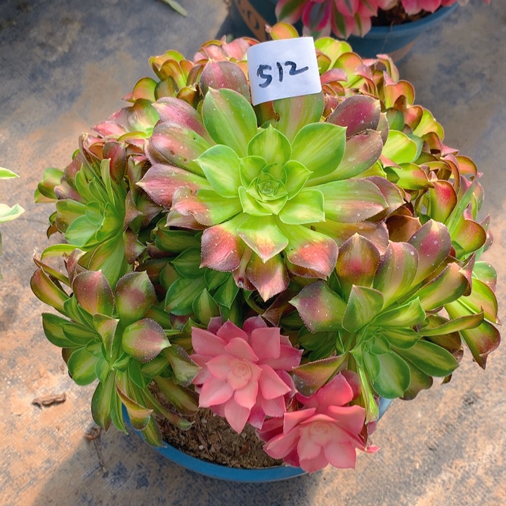 512韶华花捧花精品法师