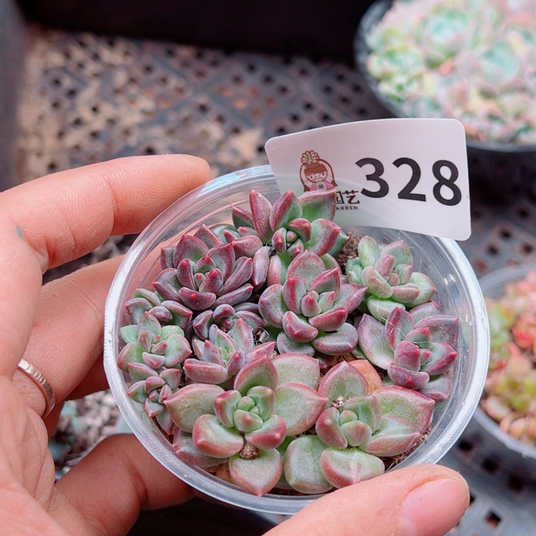 多肉植物多肉植物