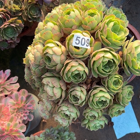 西***爾多肉植物一种缺枝撕拉碗509