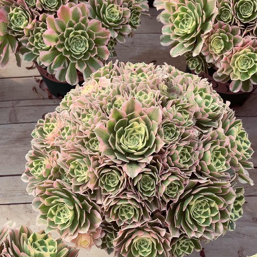 法师多肉植物f s