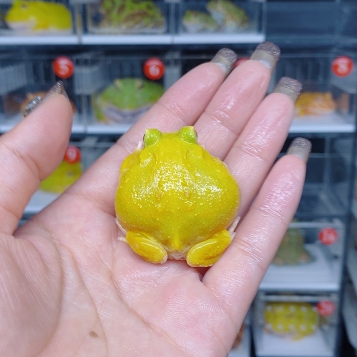 角蛙恭喜发财大吉大利