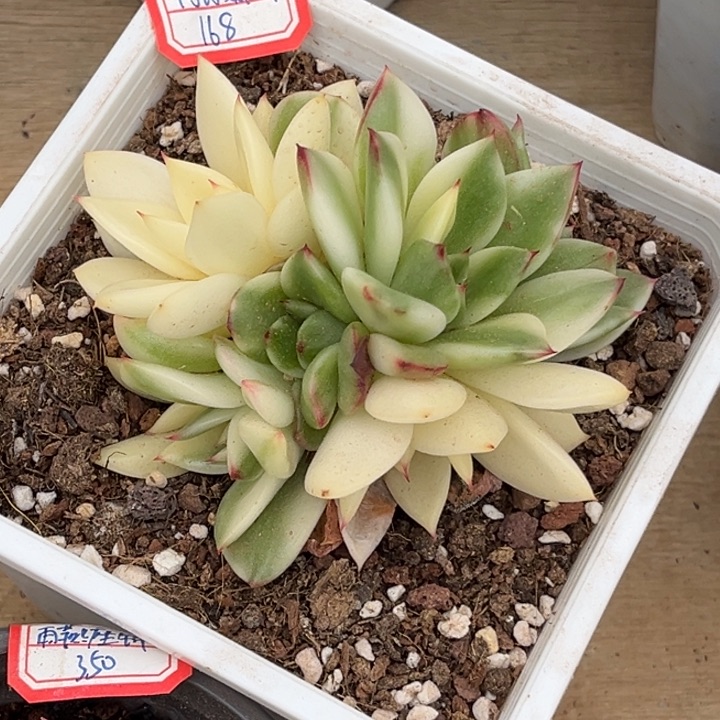 阿诗娜锦一物一拍