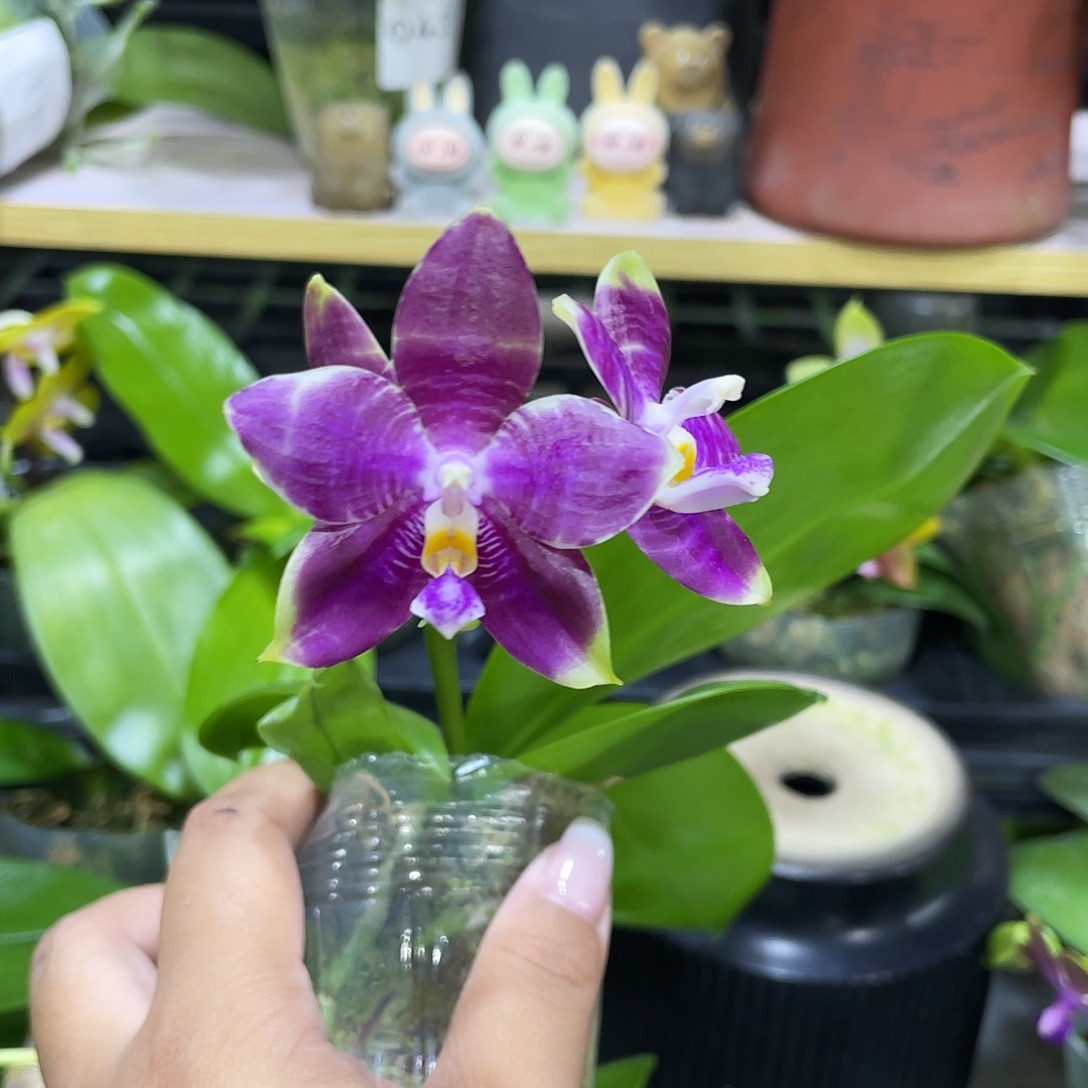 完全开放漏11122233