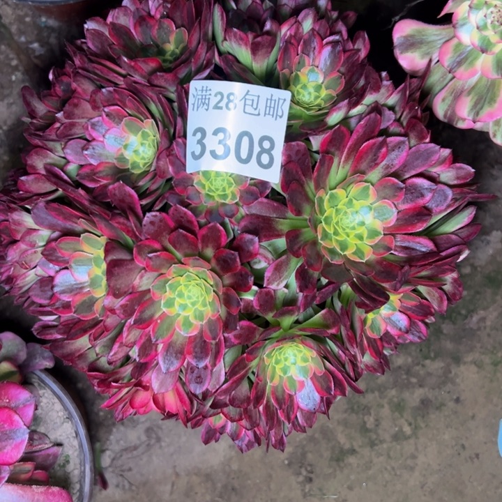 3308朝霞多肉植物