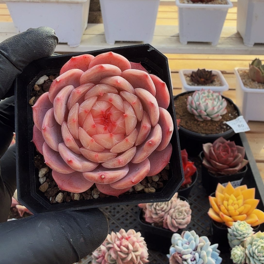 1231-86溏心单头a